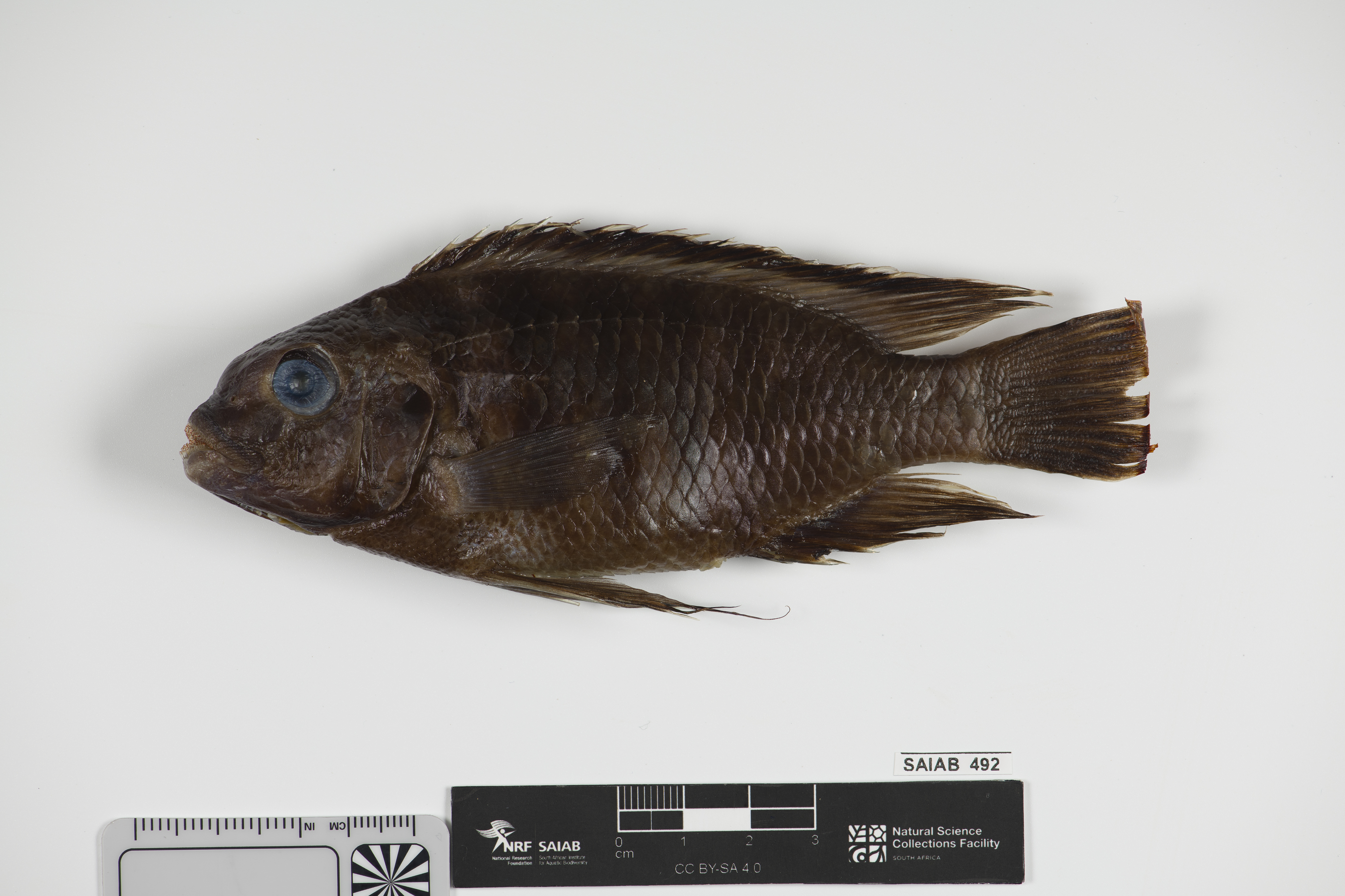 Petrotilapia genalutea
