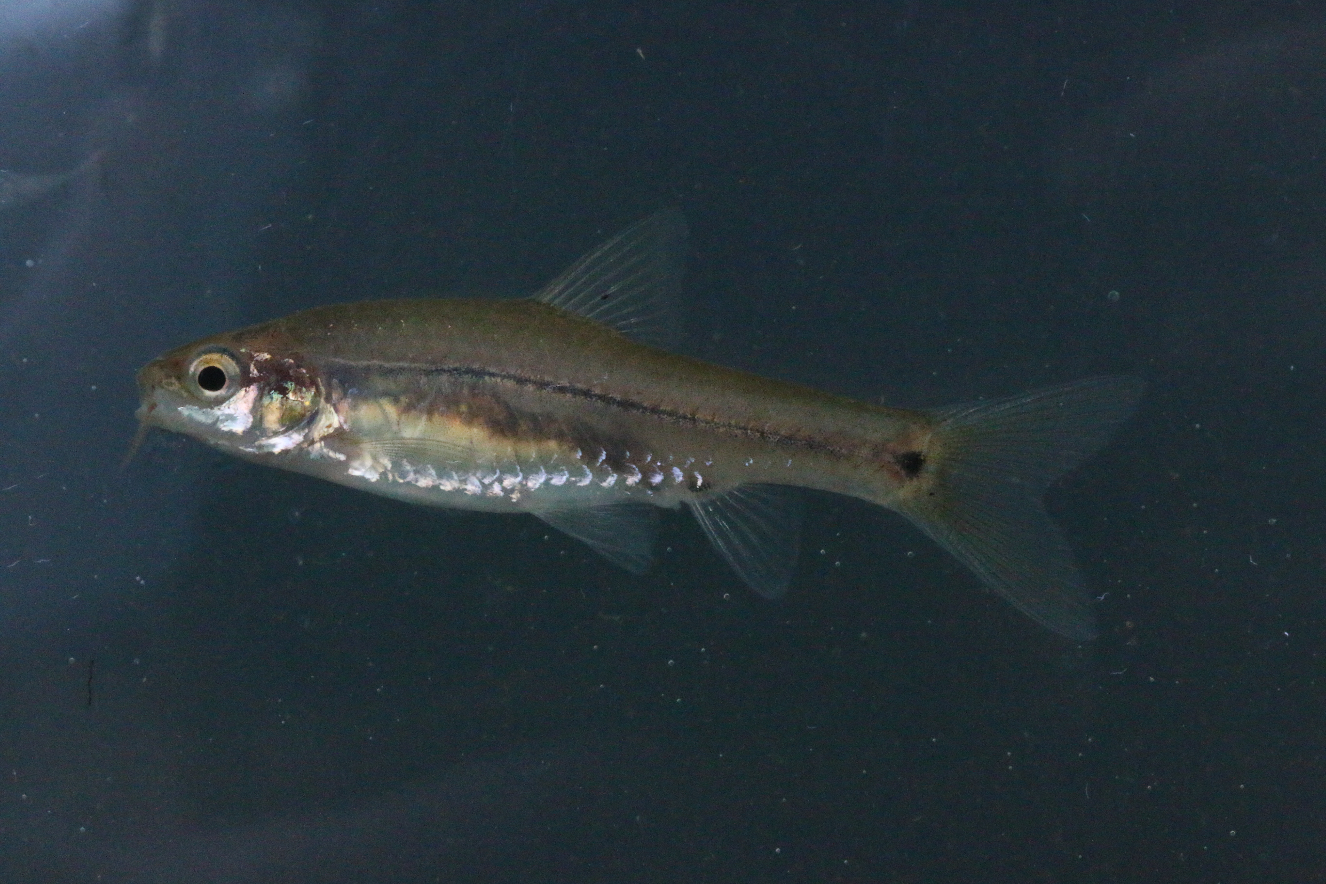 Bowstripe barb (Enteromius viviparus) — Cyprinidae — 4