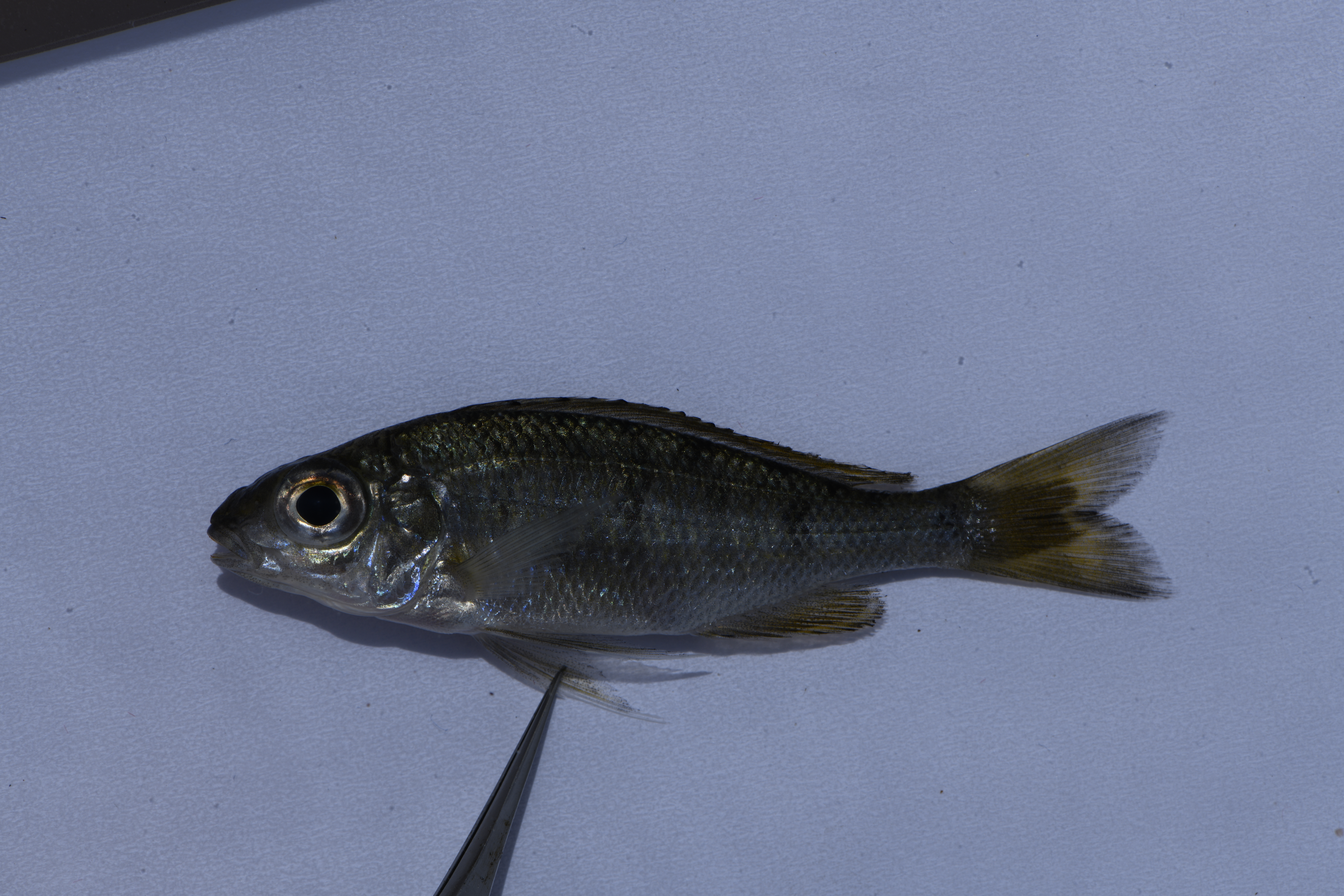 Ophthalmotilapia nasuta