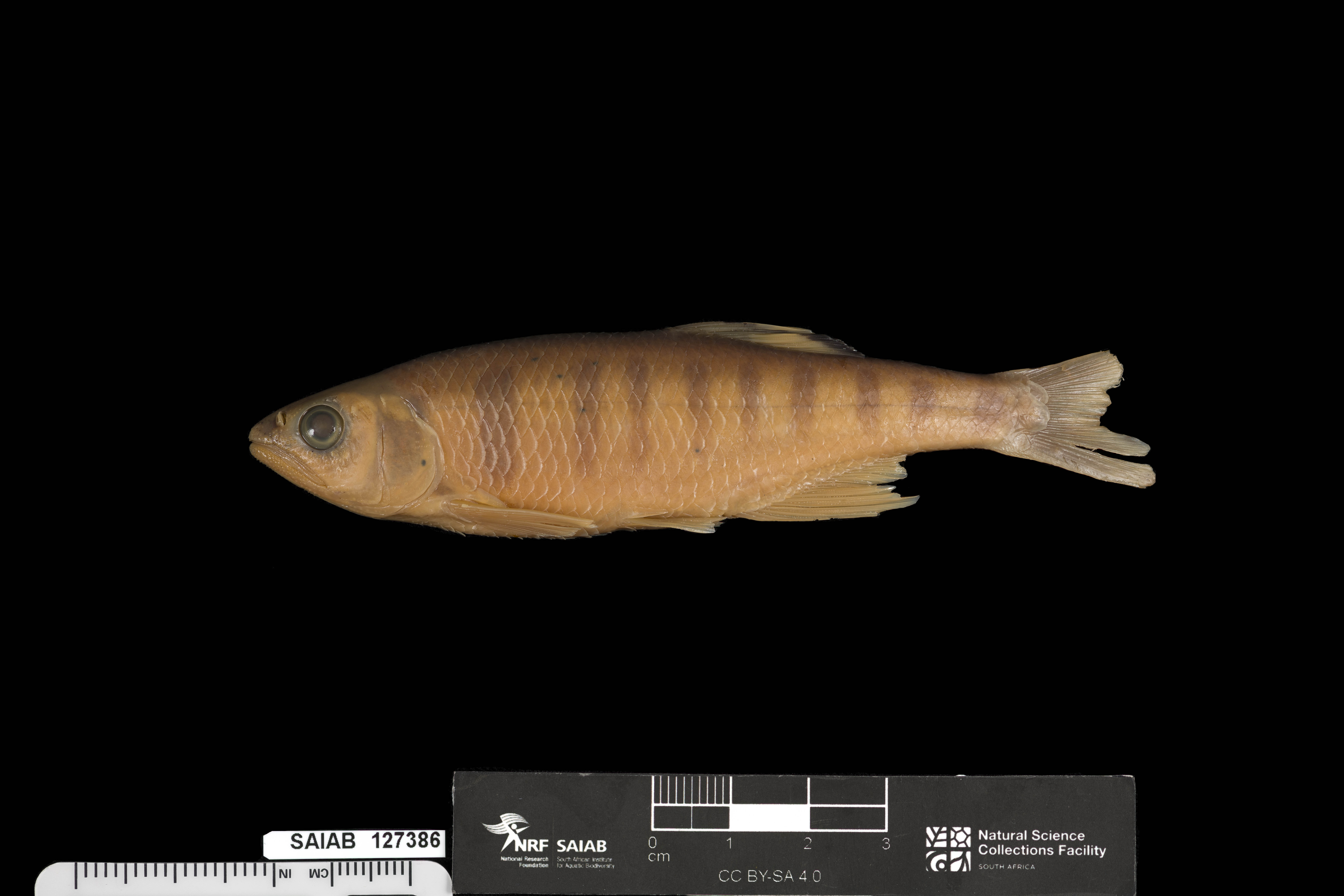 Tweddle's minnow (Opsaridium tweddleorum) — Cyprinidae — 3