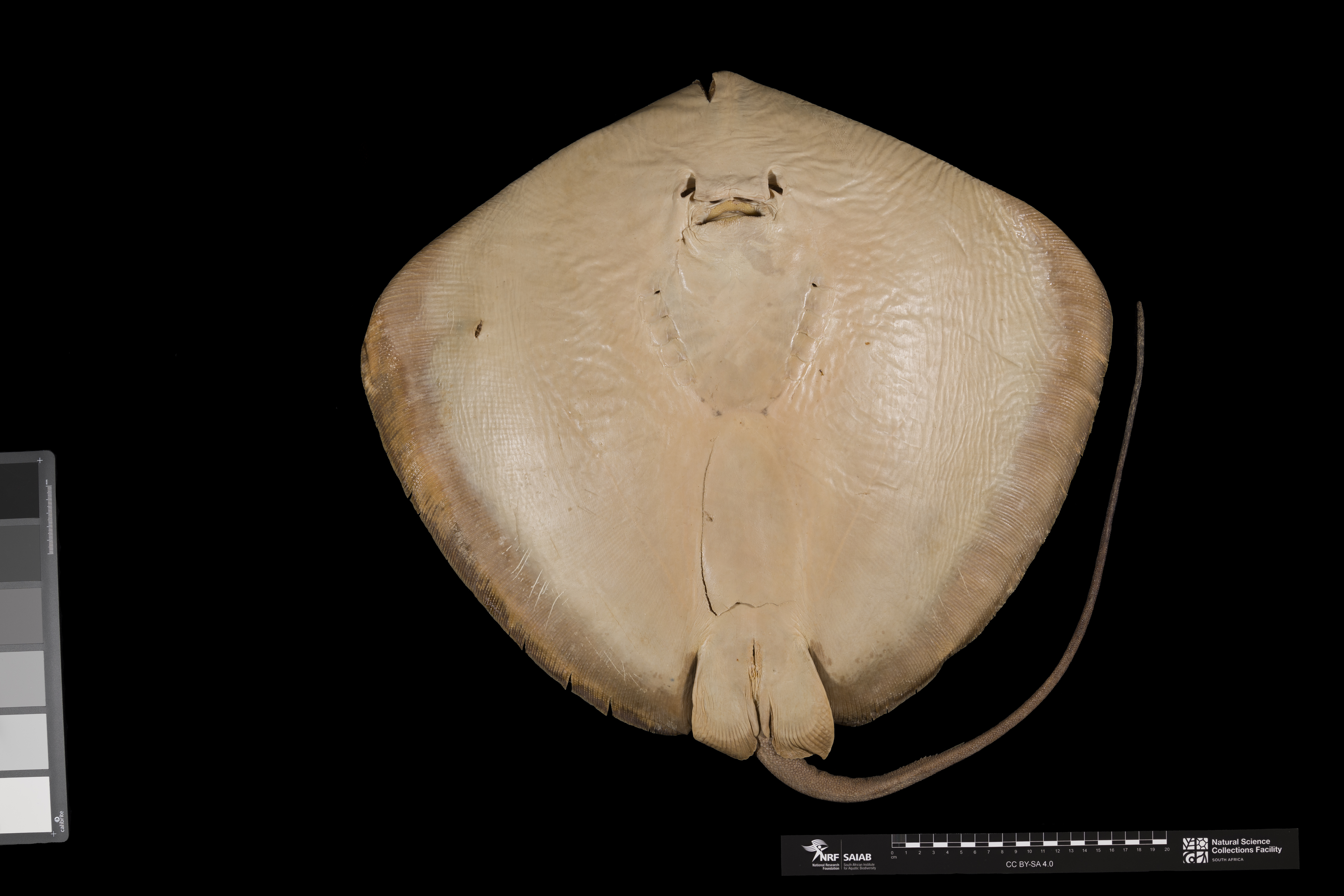 Jenkins whipray (Pateobatis jenkinsii) — Dasyatidae — 3