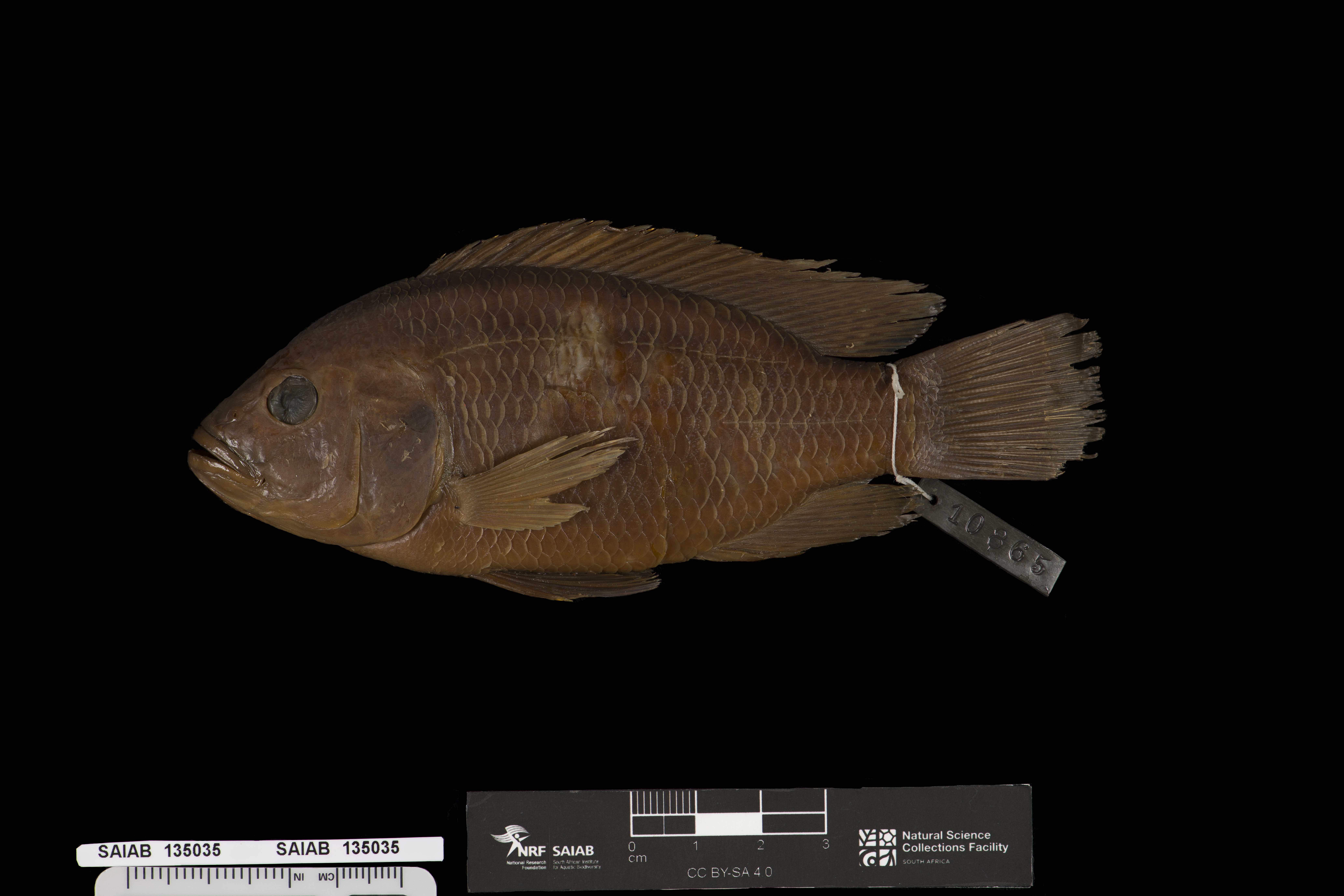 Sargochromis codringtonii