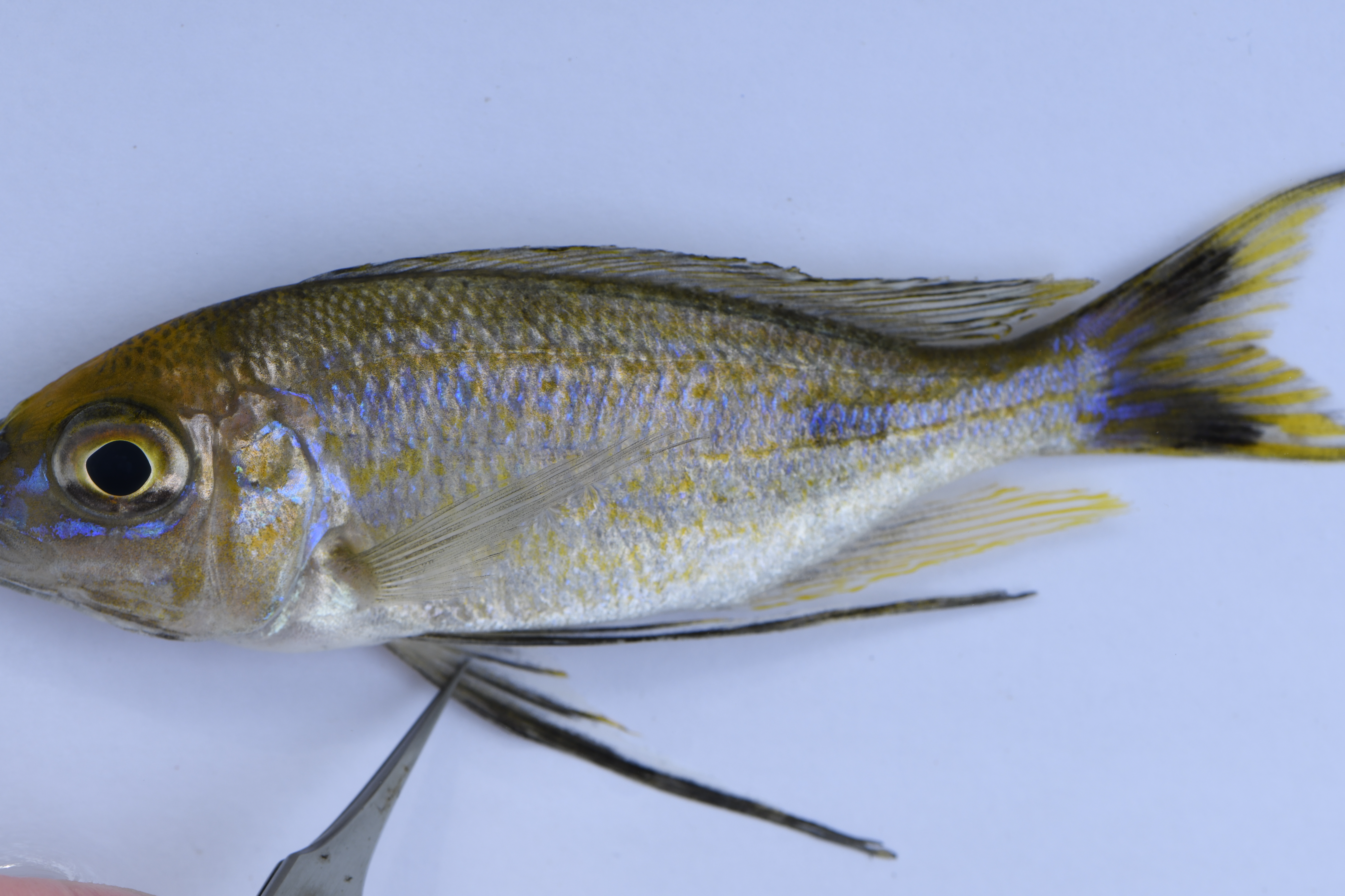 Cyathopharynx furcifer