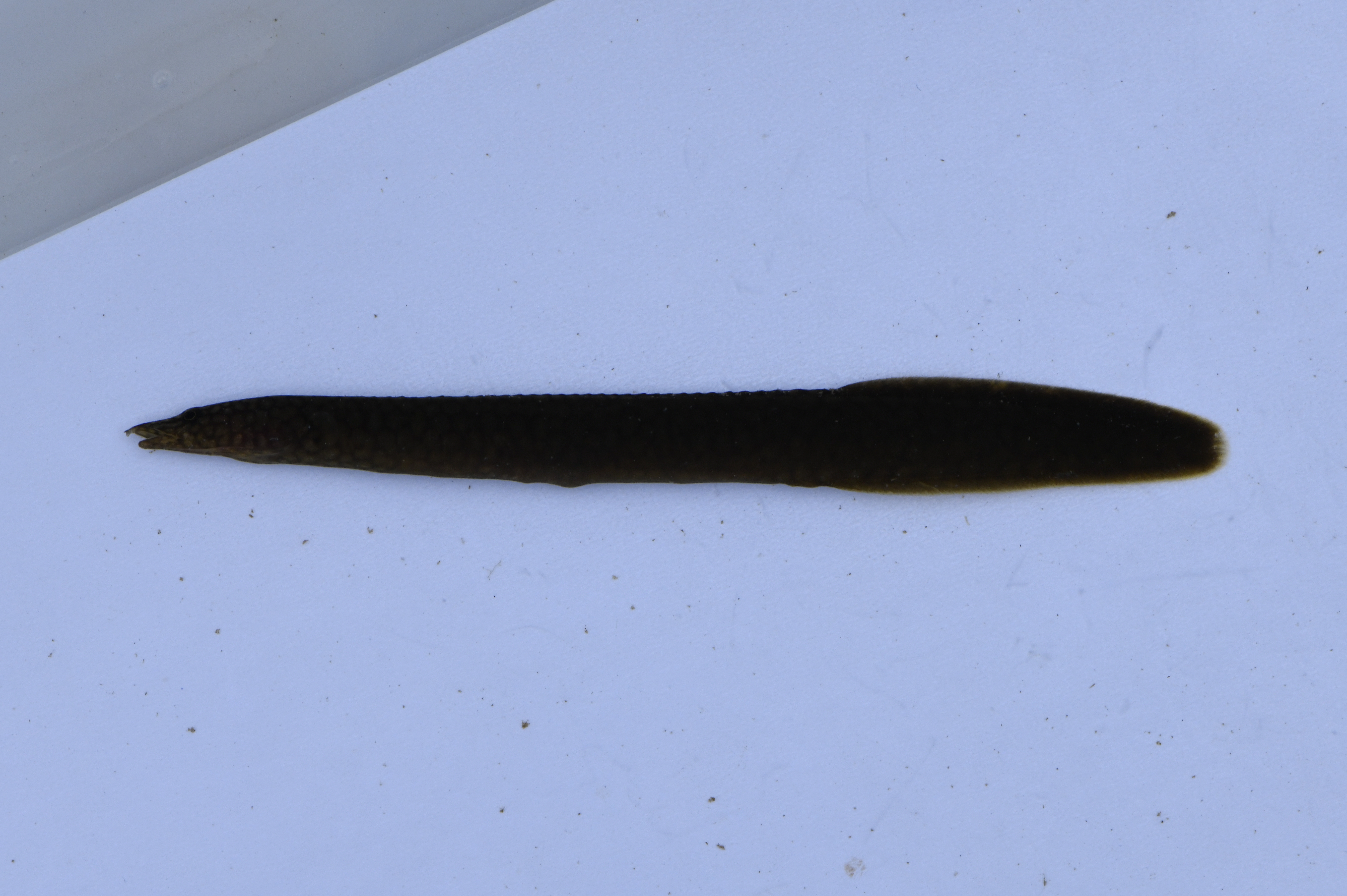 Whitespotted spiny eel (Mastacembelus albomaculatus) — Mastacembelidae