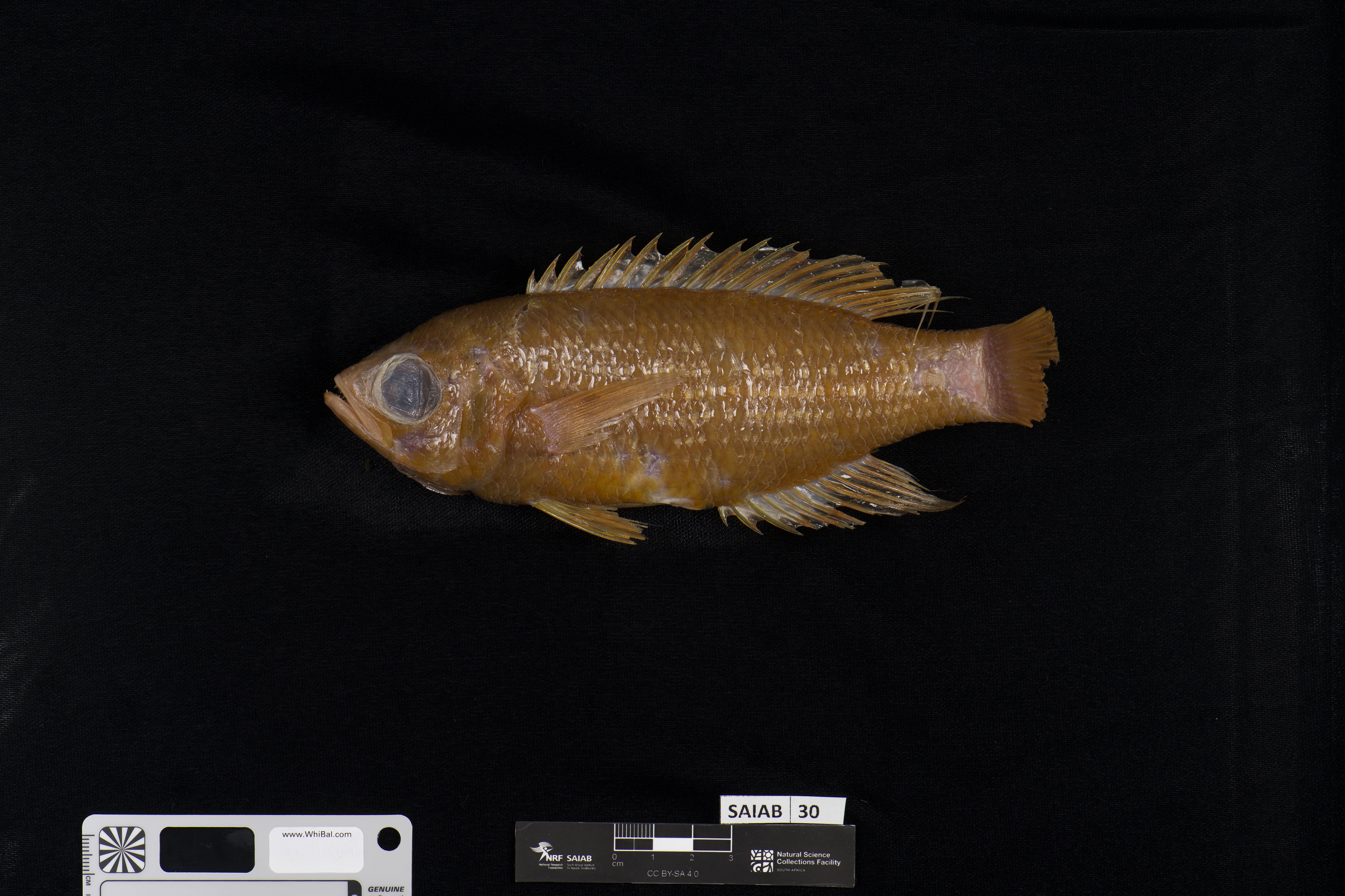 Goldie (Callanthias legras) — Callanthiidae — 4