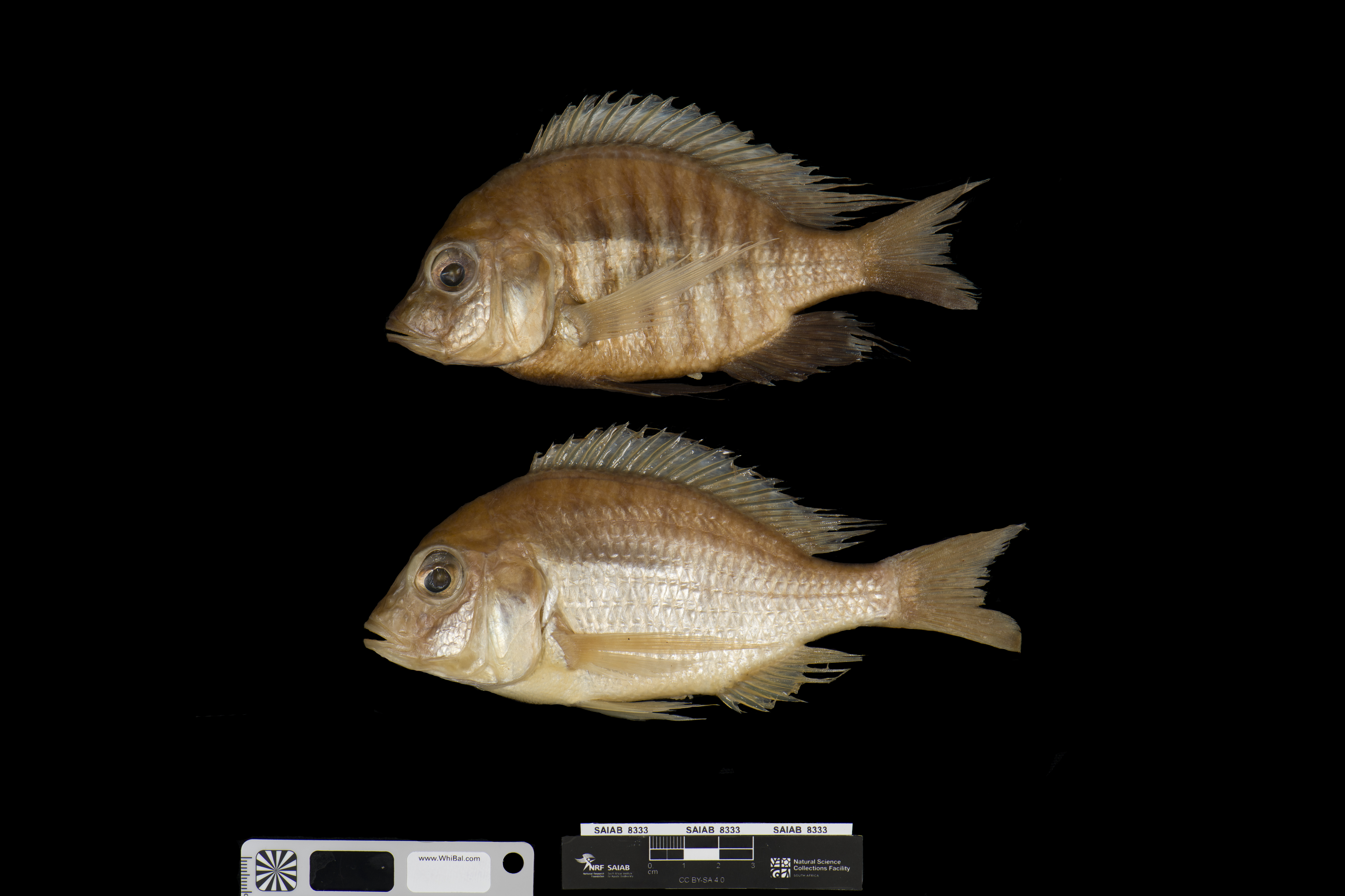 Longarm sandsifter (Lethrinops longimanus) — Cichlidae