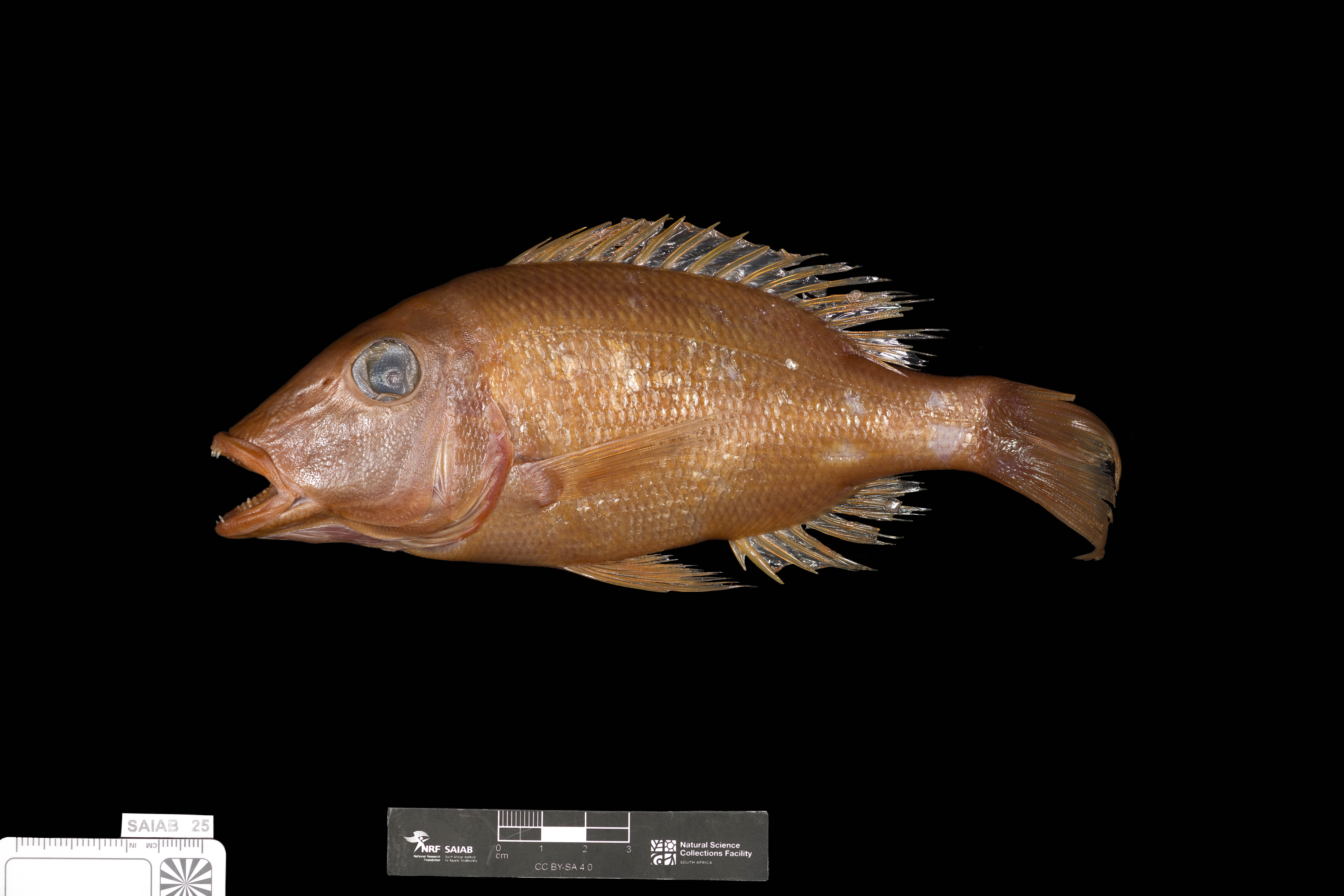 Enigmatic emperor (Lethrinus enigmaticus) — Lethrinidae — 3