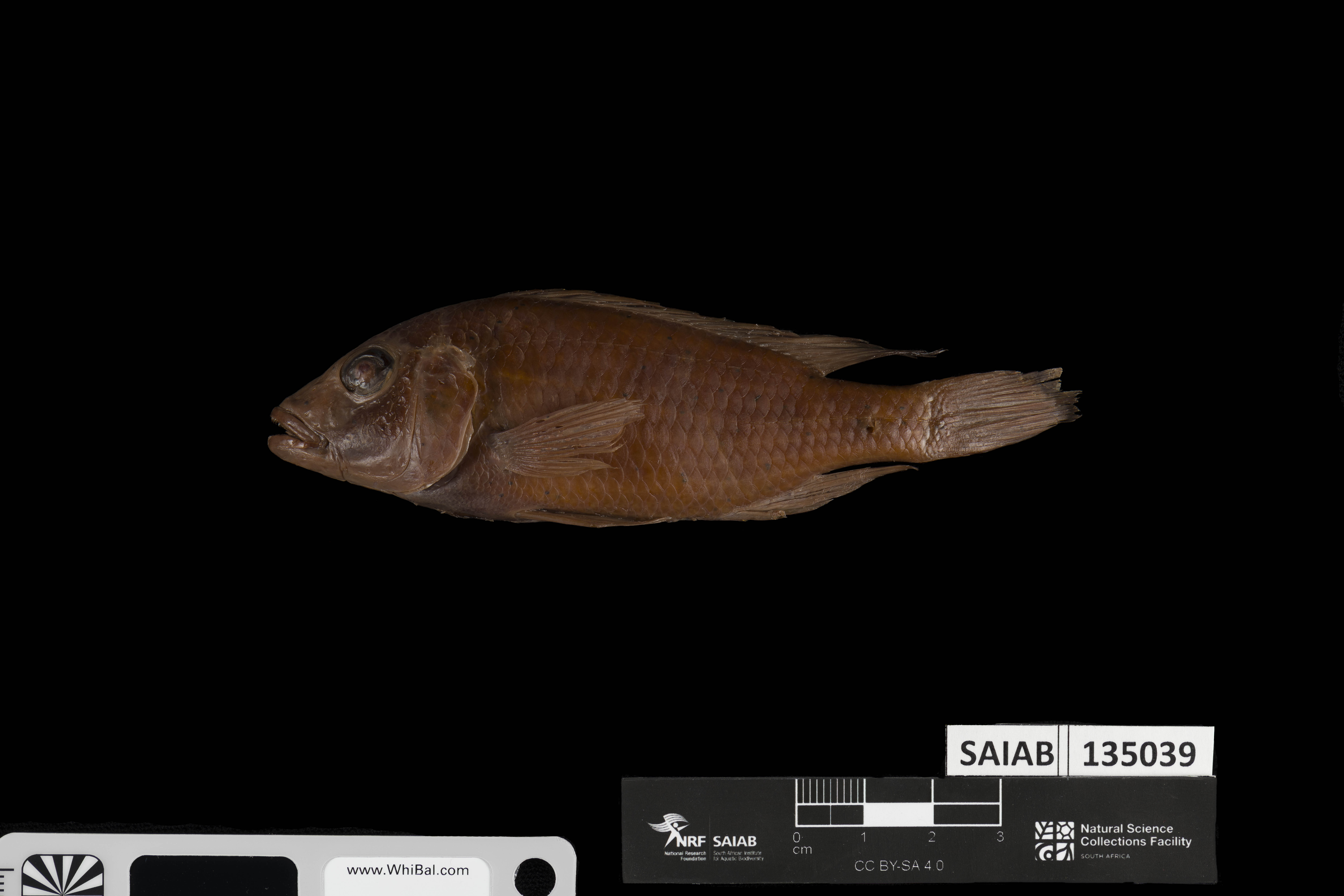 Zambezi-cichlide (Pharyngochromis darlingi) — Cichlidae