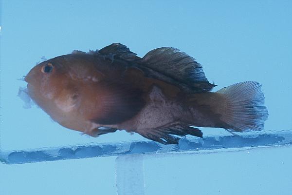 Unicolor Coralgoby