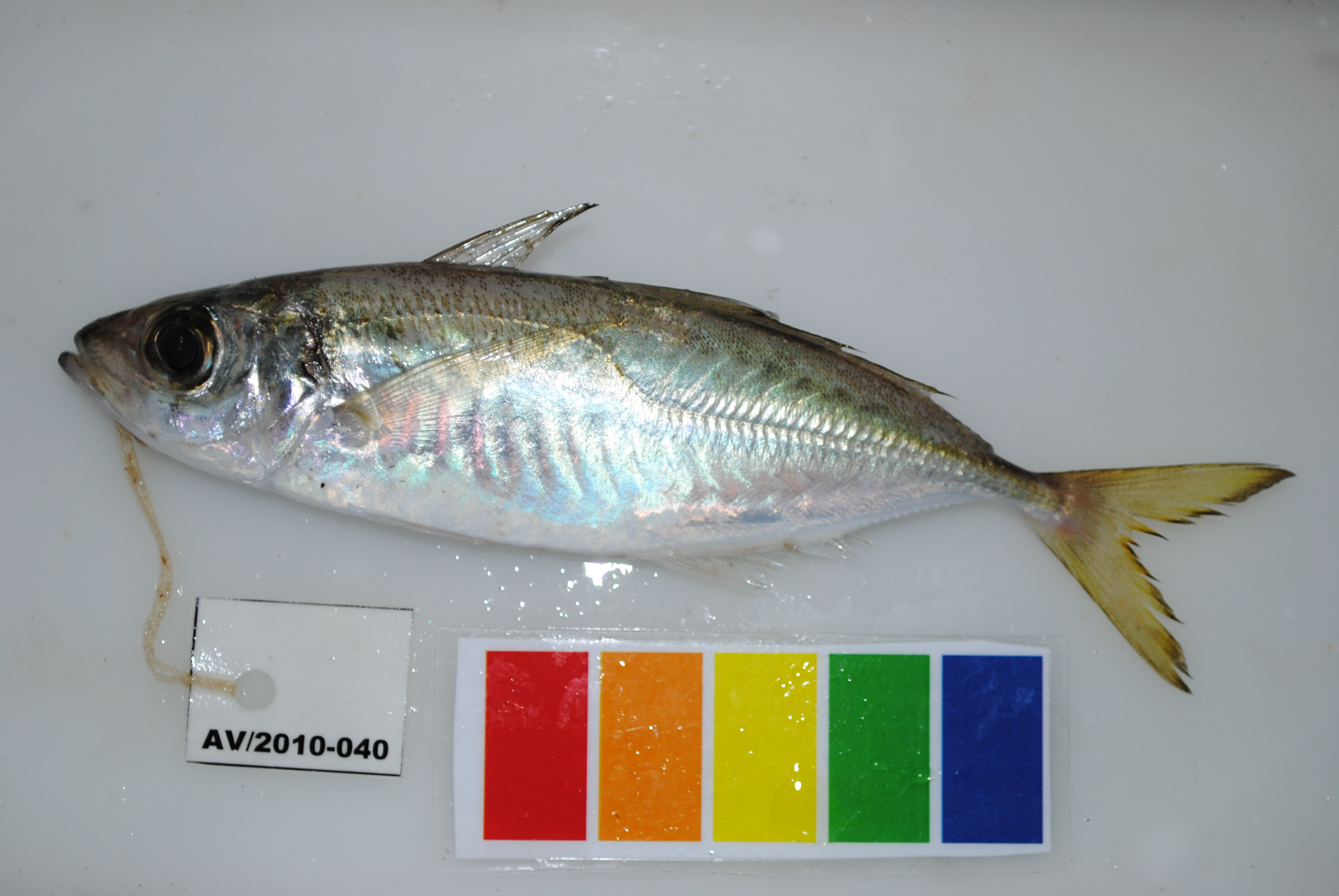 African Scad