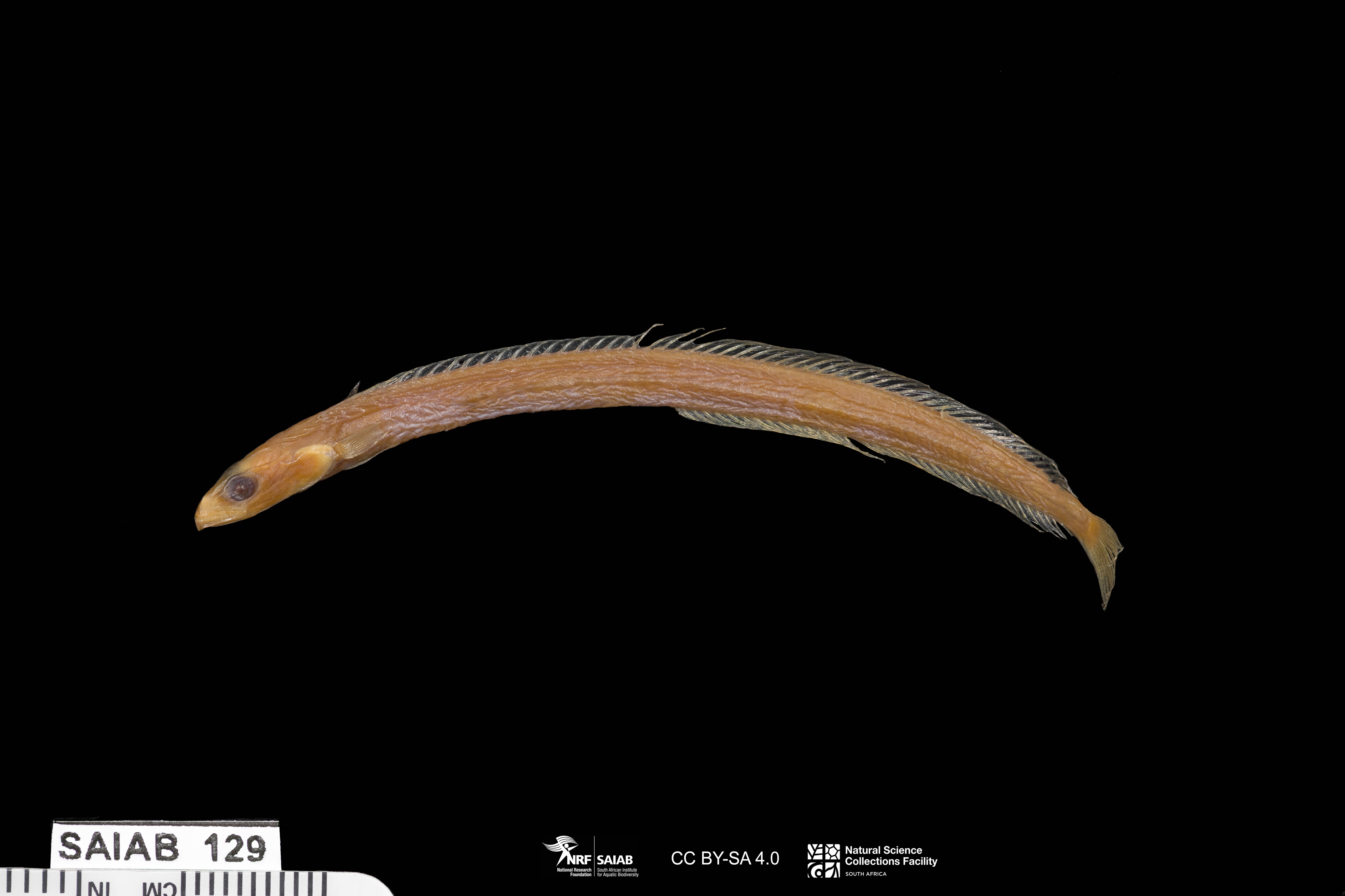 Plain Wormfish