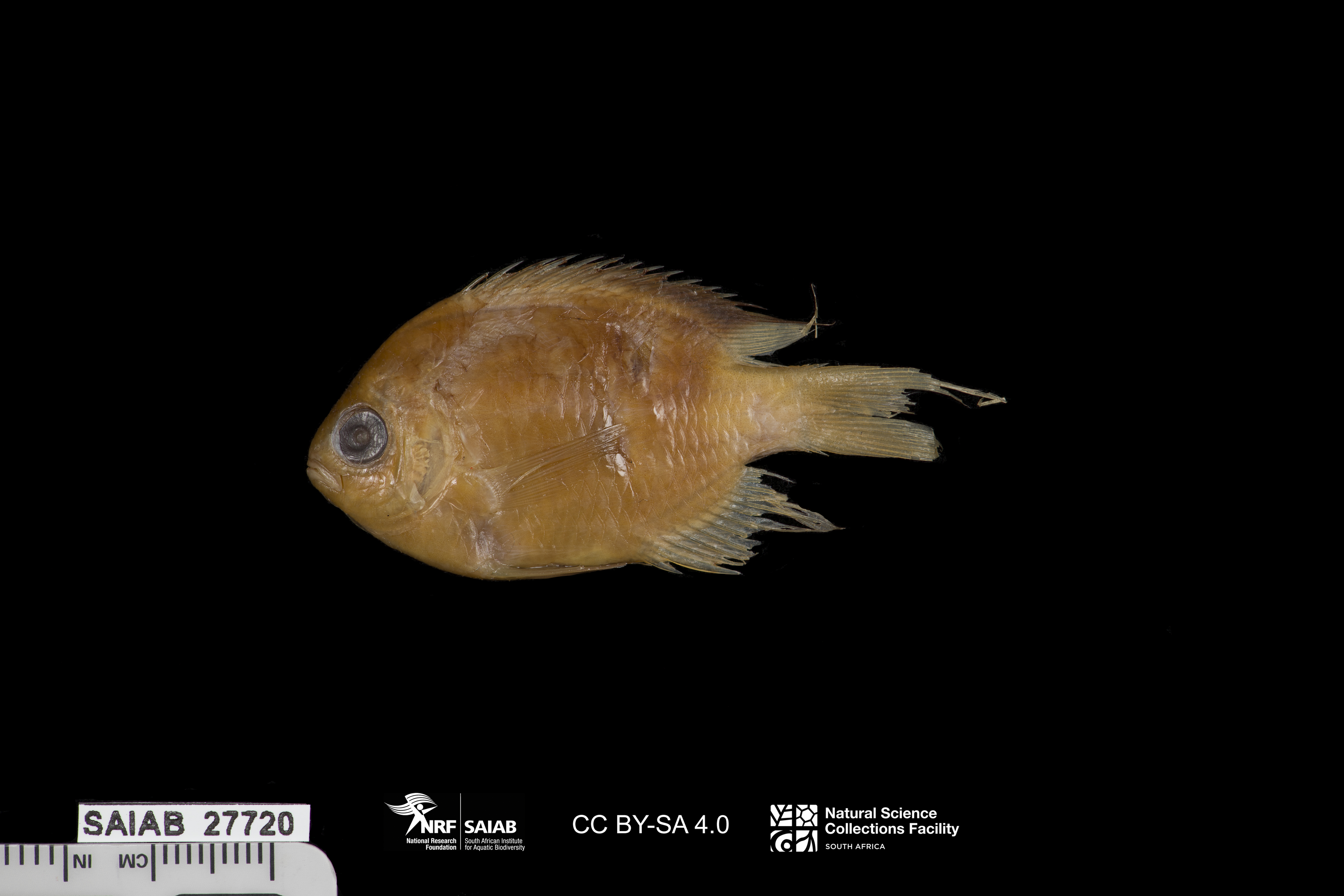 Malayan Chromis