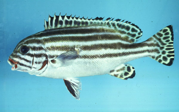 Plectorhinchus diagrammus (Linnaeus, 1758)