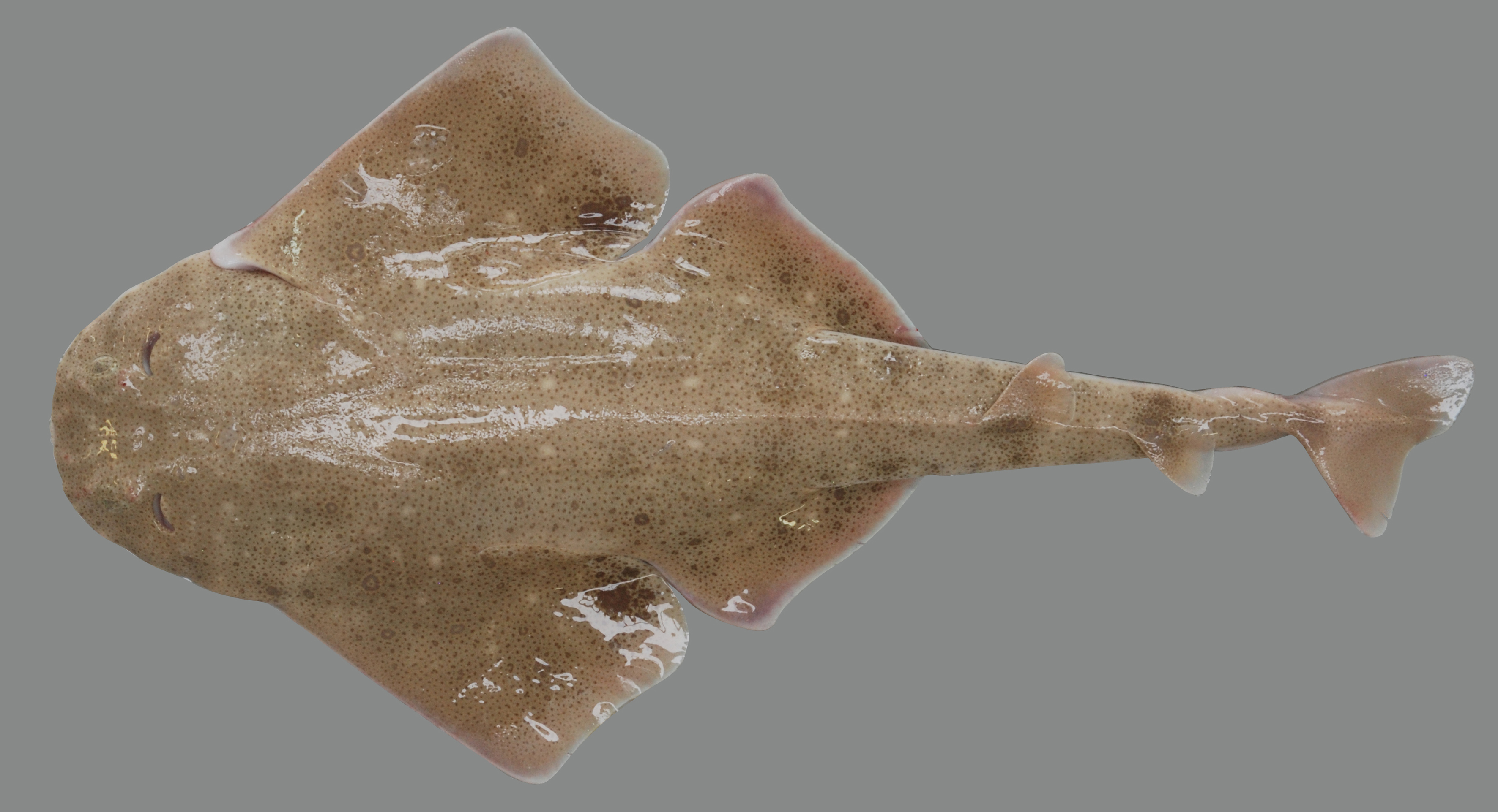 Squatina africana Regan, 1908