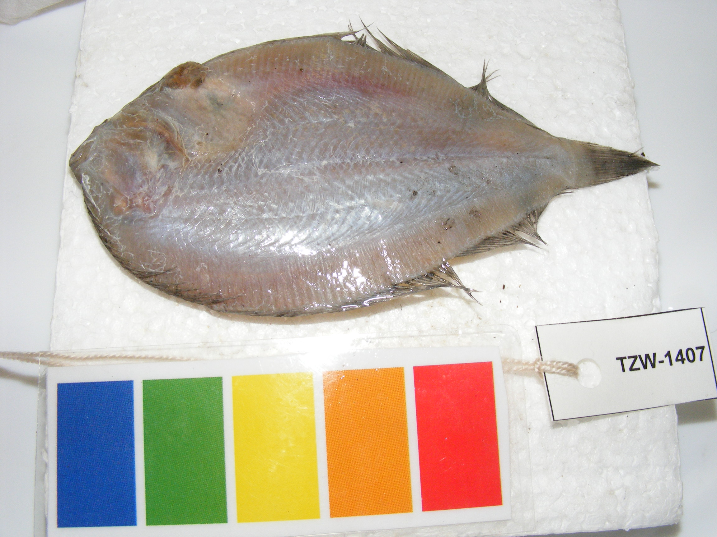 Crossorhombus valderostratus (Alcock, 1890)